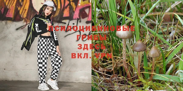 ГАЛЛЮЦИНОГЕННЫЕ ГРИБЫ Дмитриев